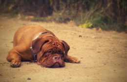 Köpekler Grip Olur mu? Belirtileri ve Tedavisi