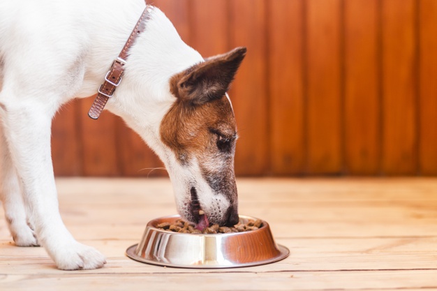 köpeklerde gıda alerjisi