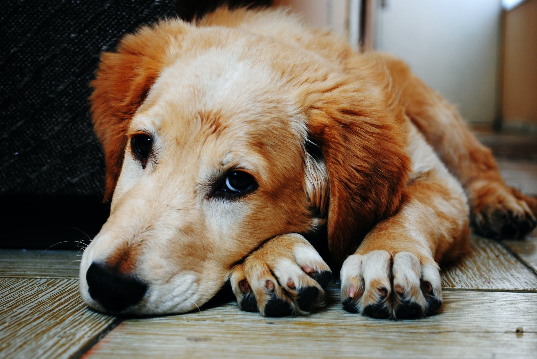 Köpeklerde Kusma? Köpekler Nasıl Kusturulur? KöpekBilgi