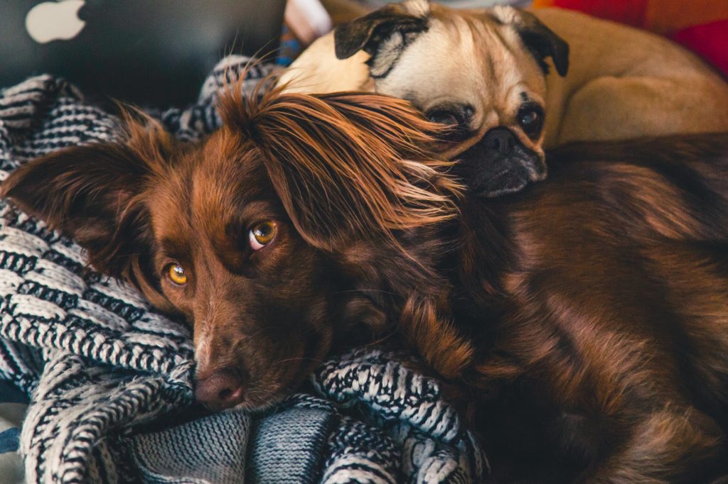 köpeğim sarı köpük kusuyor