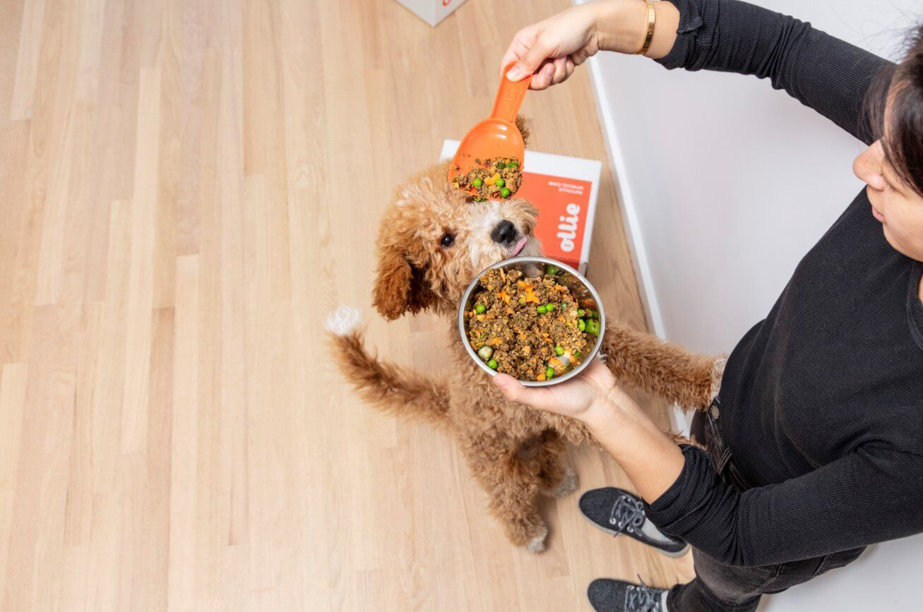 Köpekler Kaç Öğün Beslenmeli Köpeklerde Porsiyon Kontrolü KöpekBilgi
