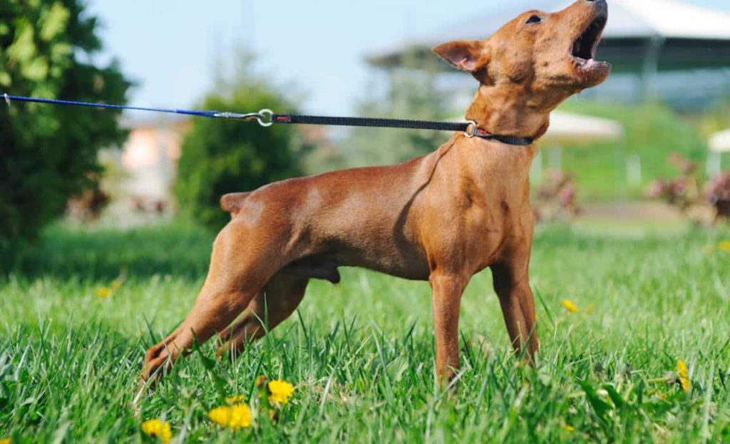 köpek havlaması nasıl durdurulur arşivleri KöpekBilgi
