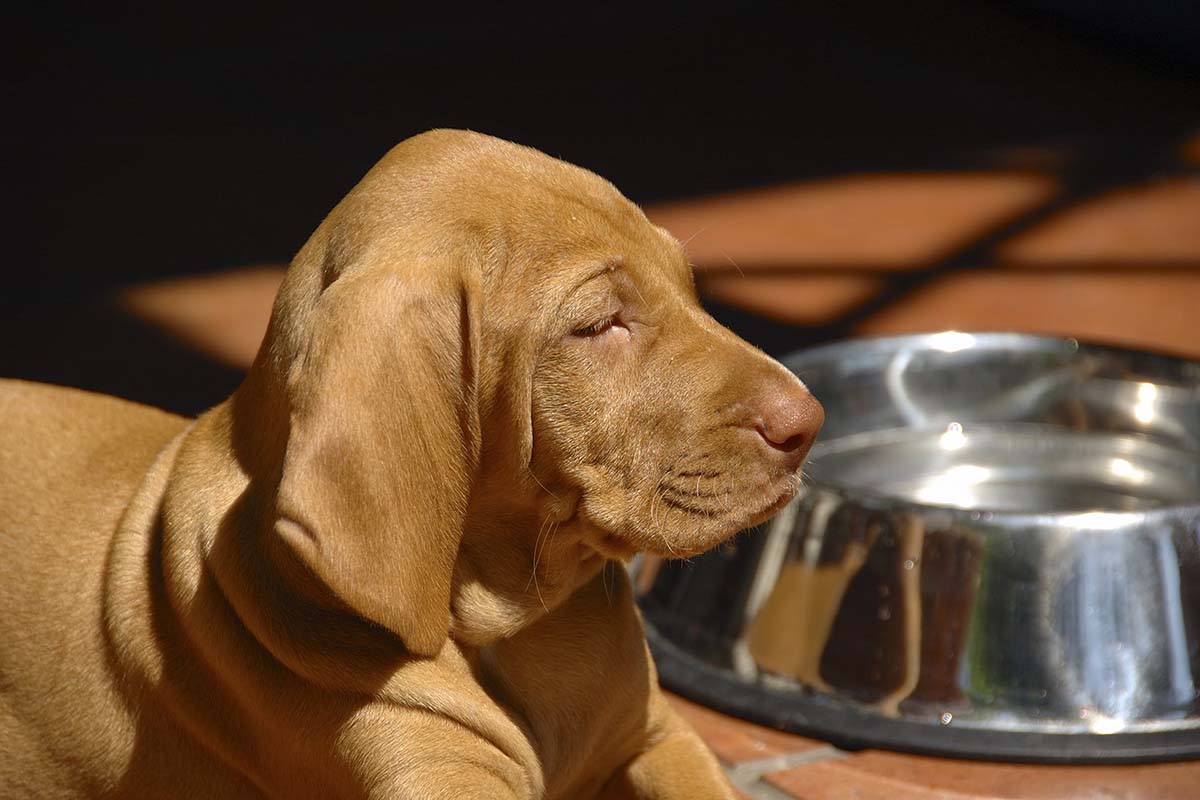 köpekler nasıl regl olur