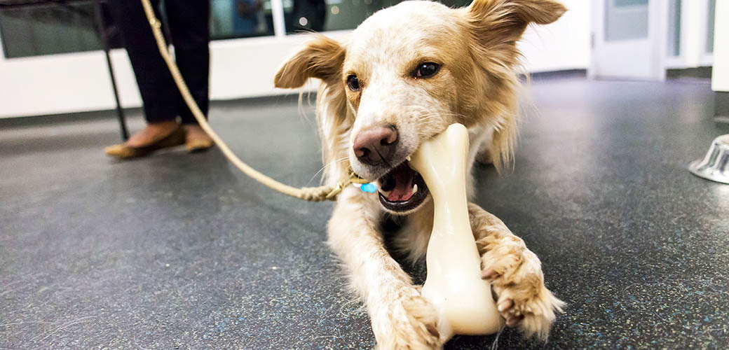 köpekler öleceği zaman ne yapar