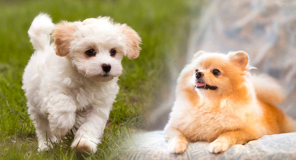 Küçük Köpek Irklarında Sık Görülen Hastalıklar KöpekBilgi