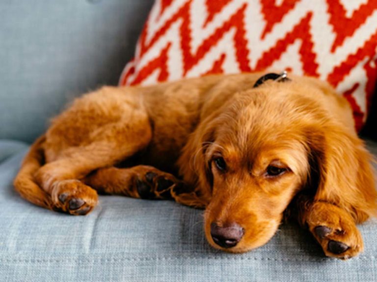 köpek beslenme arşivleri KöpekBilgi