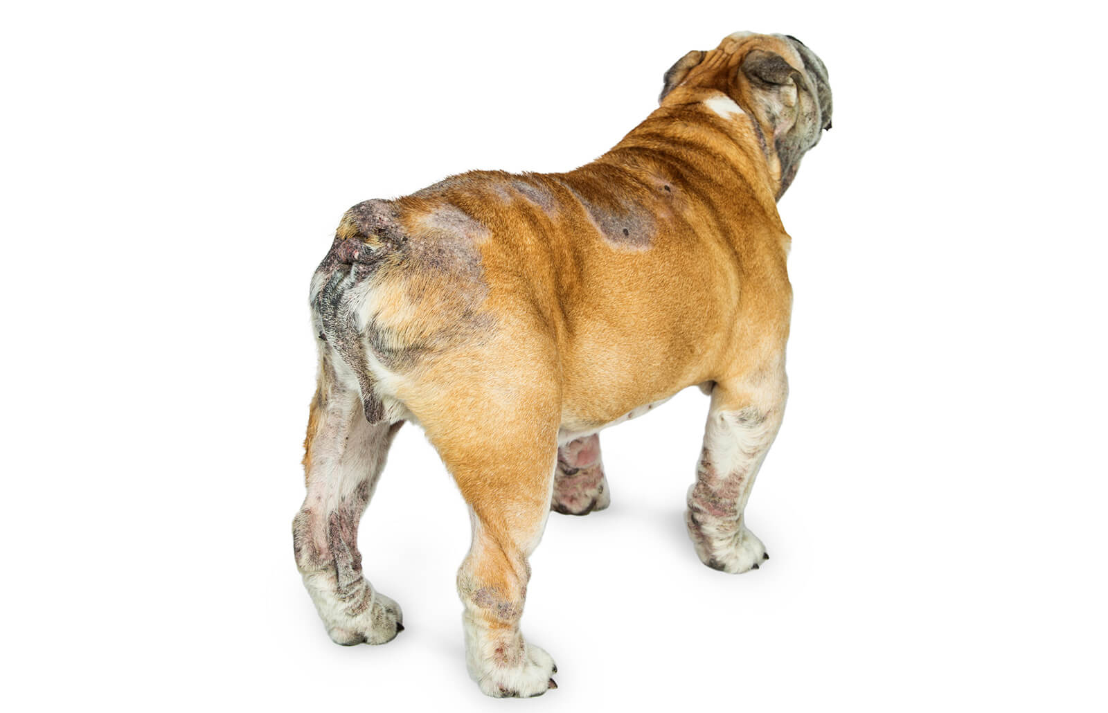 Köpeklerde Cilt Hastalıkları En Yaygın Belirtileri KöpekBilgi