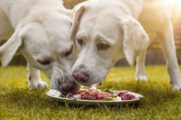 Köpeklerde Barf Beslenme Şekli Nedir, Nasıl Yapılır?
