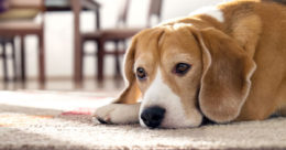 Köpeklerin Acı Çekmesi: Köpeğinizin Acı Çektiğini Anlama