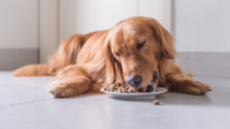 Yetişkin Köpekler Nasıl Beslenmelidir?