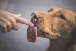 Köpekler Neden Sahiplerini Yalar: Köpek Davranışları