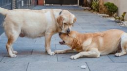 Köpeklerde Hamilelik: Köpeklerde Düşük Neden Olur?