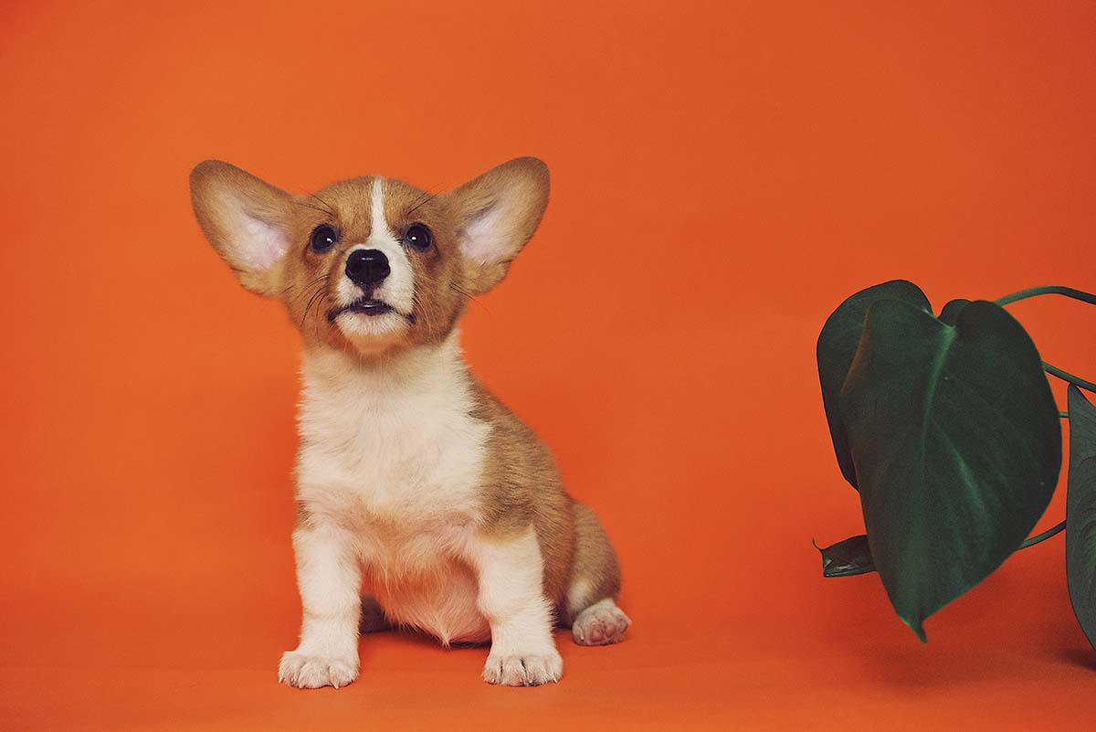 Köpeklerde İç Parazit Sağlığına Zararları KöpekBilgi