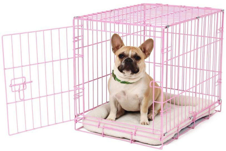 Köpek Eğitim Çiti Nedir, Ne işe Yarar? KöpekBilgi