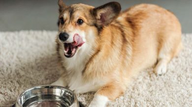 Kopeklerde Ates Oldugu Nasil Anlasilir Kopekbilgi Kopeklerde Ates Oldugu Nasil Anlasilir Kopekbilgi