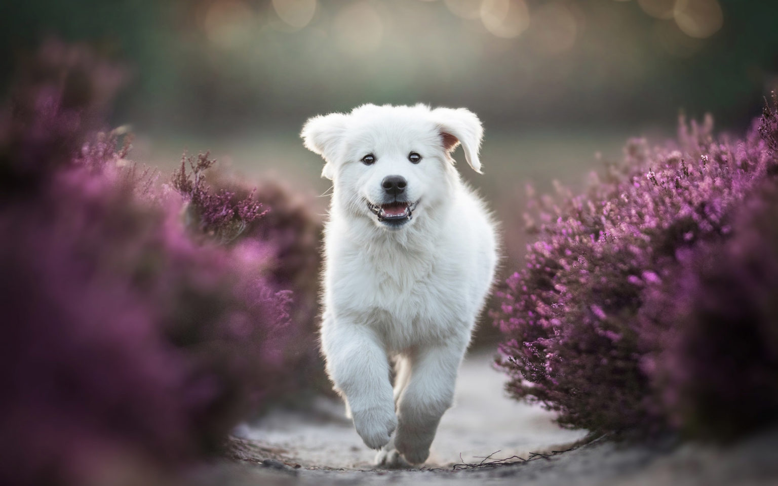 bahçede beslenen köpek ırkları arşivleri KöpekBilgi