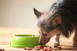 Yaşlı Köpeklerde Beslenme Rejimi Nasıl Olmalı
