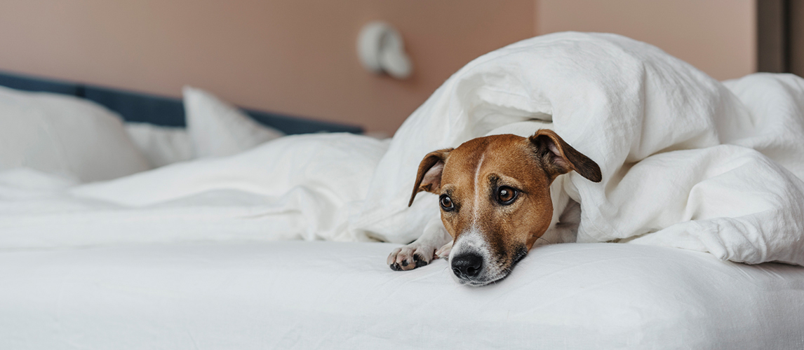 Köpeklerde Baş Ağrısı Nedenleri ve Belirtileri KöpekBilgi