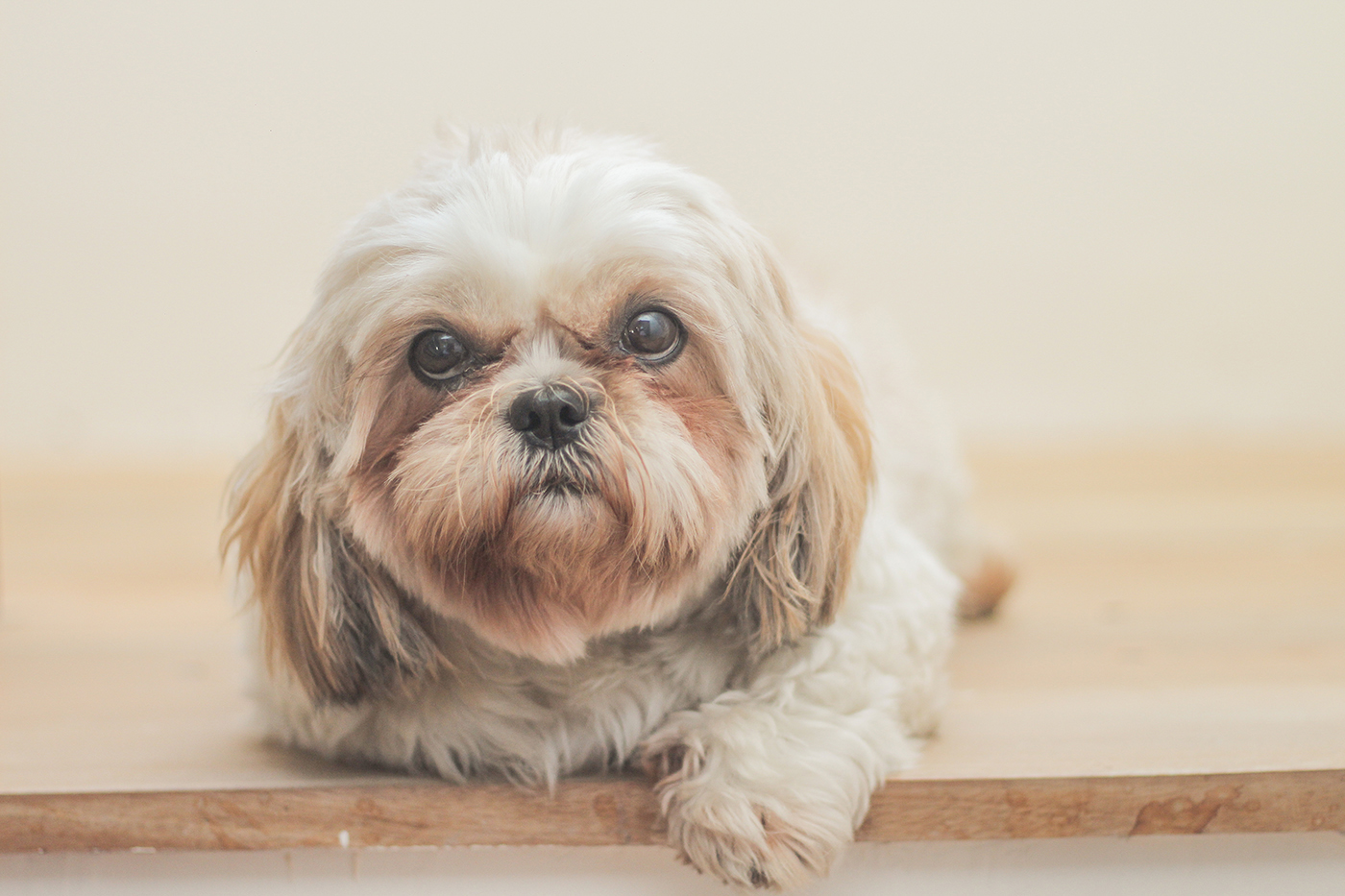 Köpeklerde Ergenlik Dönemi Olur mu? KöpekBilgi