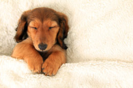 Köpekler Günde Kaç Saat Uyur? Köpeklerde Uykunun Önemi