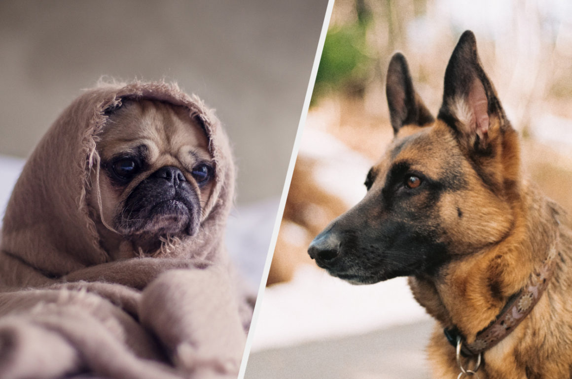 Sokak Köpeği mi, Cins Köpek mi Sahiplenmeliyim? KöpekBilgi