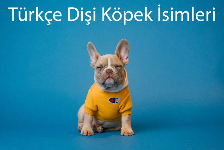 en popüler köpek isimleri