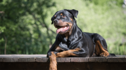 Rottweiler Köpek Irkını İyi Bir Bekçi Köpeği Yapan Özellikleri