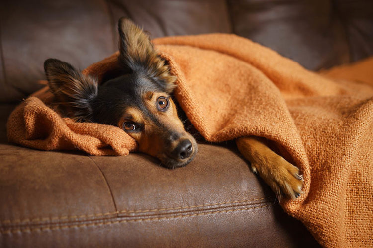 Köpeklerde Kaygı Bozukluğu Nasıl Giderilir? KöpekBilgi