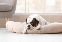 Köpeklerde Kronik Yorgunluk Neler Sebep Olur?