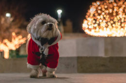 Yorkie ve Maltese Terrier Irklarının Karşılaştırılması