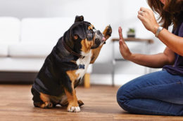 Köpeklerde Davranış Eğitimi Nasıl Verilir?