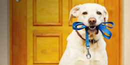 Köpek Gezdirme Tüyoları: Doğru Köpek Gezdirme