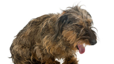 Kopeklerde Kusma Kopekler Nasil Kusturulur Kopekbilgi