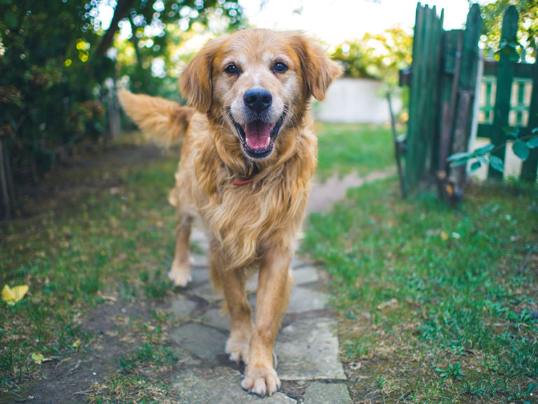 Köpeklerde Böcek Isırıkları Nasıl Önlenir? KöpekBilgi