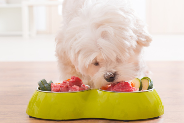 maltese terrier sahiplenme arşivleri KöpekBilgi