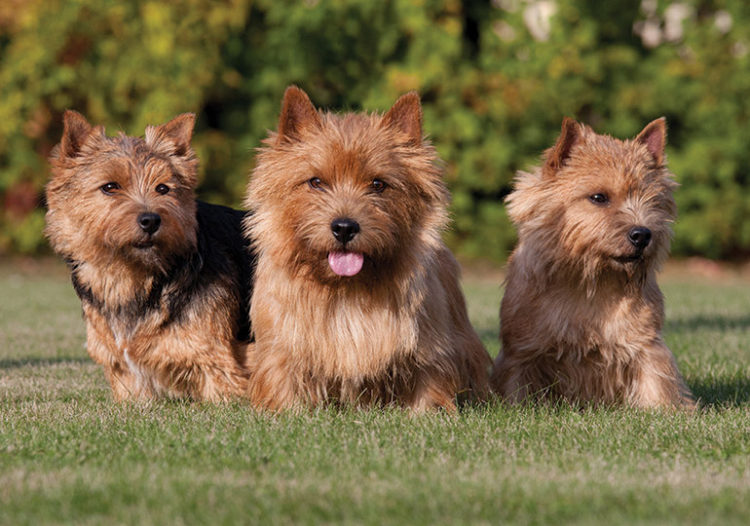 terrier köpek ırkları arşivleri KöpekBilgi
