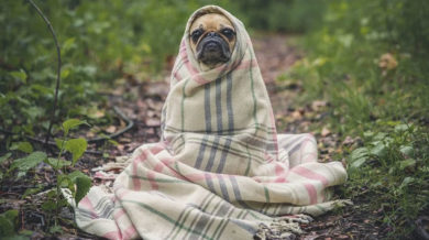 Kopeklerde Ergenlik Donemi Olur Mu Kopekbilgi