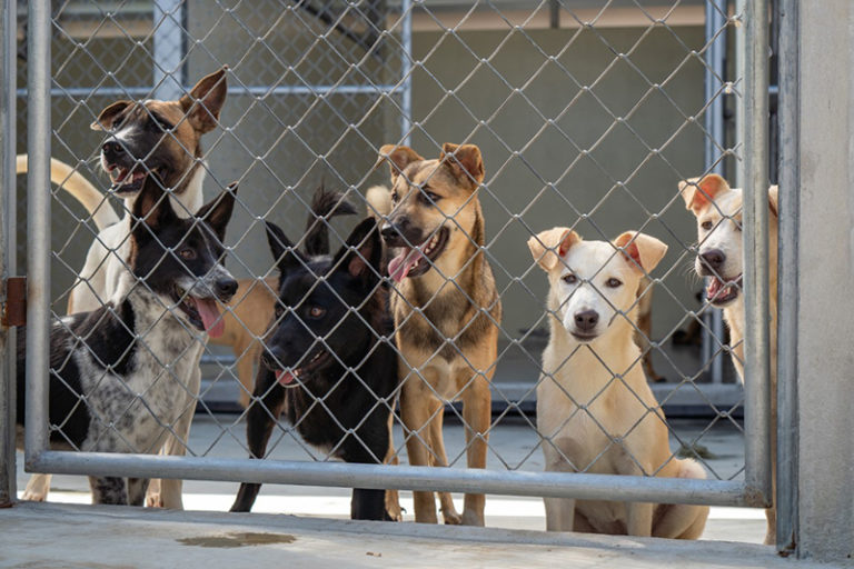 antalya barınak köpek sahiplenme
