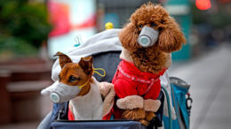 Köpeklerde Korana Virüs: Köpekler Enfekte Olur mu?