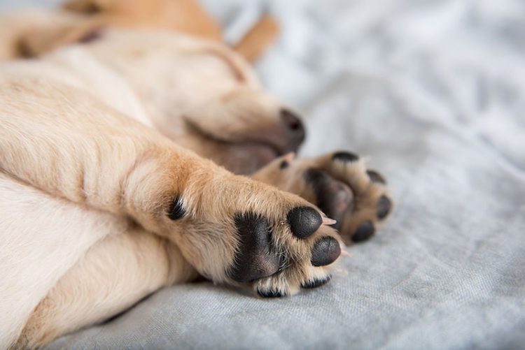 Köpeklere Pati Bakımı Nasıl Yapılır? KöpekBilgi
