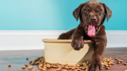 Köpeklerde Beslenme Sorunları ve Çözümleri
