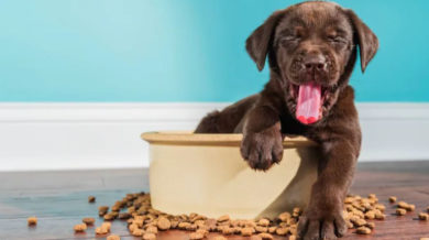 Kopeklerde Ates Oldugu Nasil Anlasilir Kopekbilgi