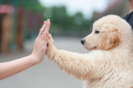 Köpeklerde Pati Yaralanmaları İçin Neler Yapılmalı?