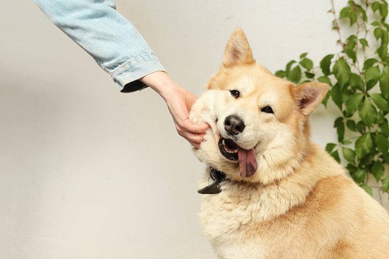 köpeklerde yaşlılık arşivleri KöpekBilgi
