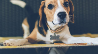 Disi Kopeklerde Regl Donemi Yapilmasi Gerekenler Kopekbilgi