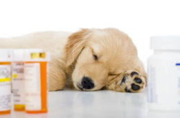 Köpeklerde Antibiyotik Nasıl Kullanılır?
