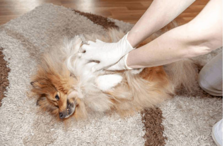 Köpeklere Kalp Masajı Nasıl Yapılır? KöpekBilgi