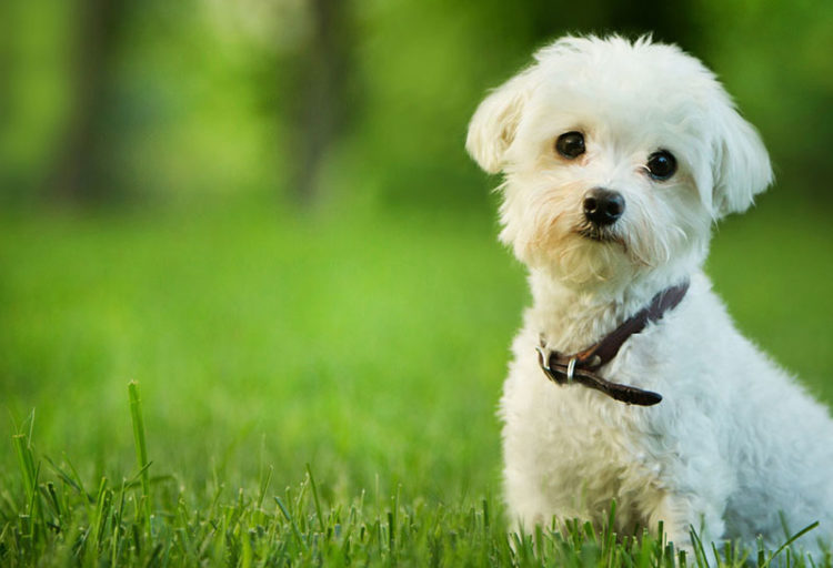 kısırlaştırılan köpek regl olur mu