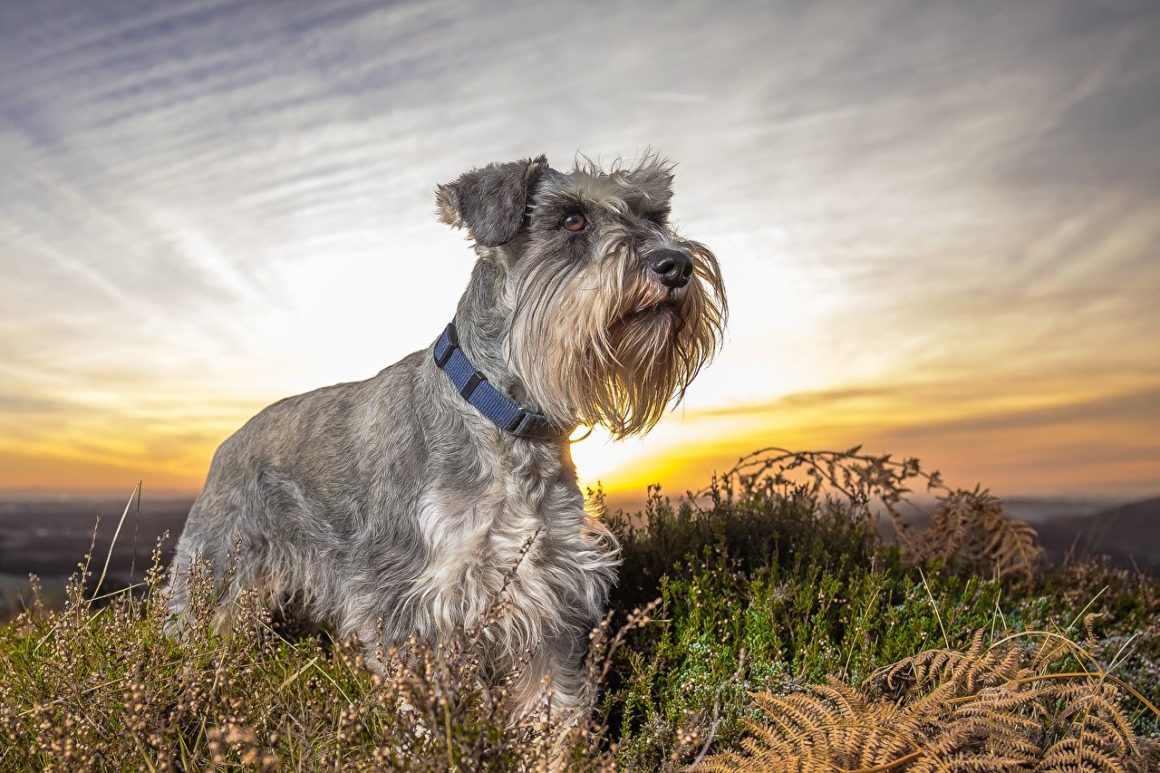 Süs Köpeği Cinsleri Ve Özellikleri KöpekBilgi