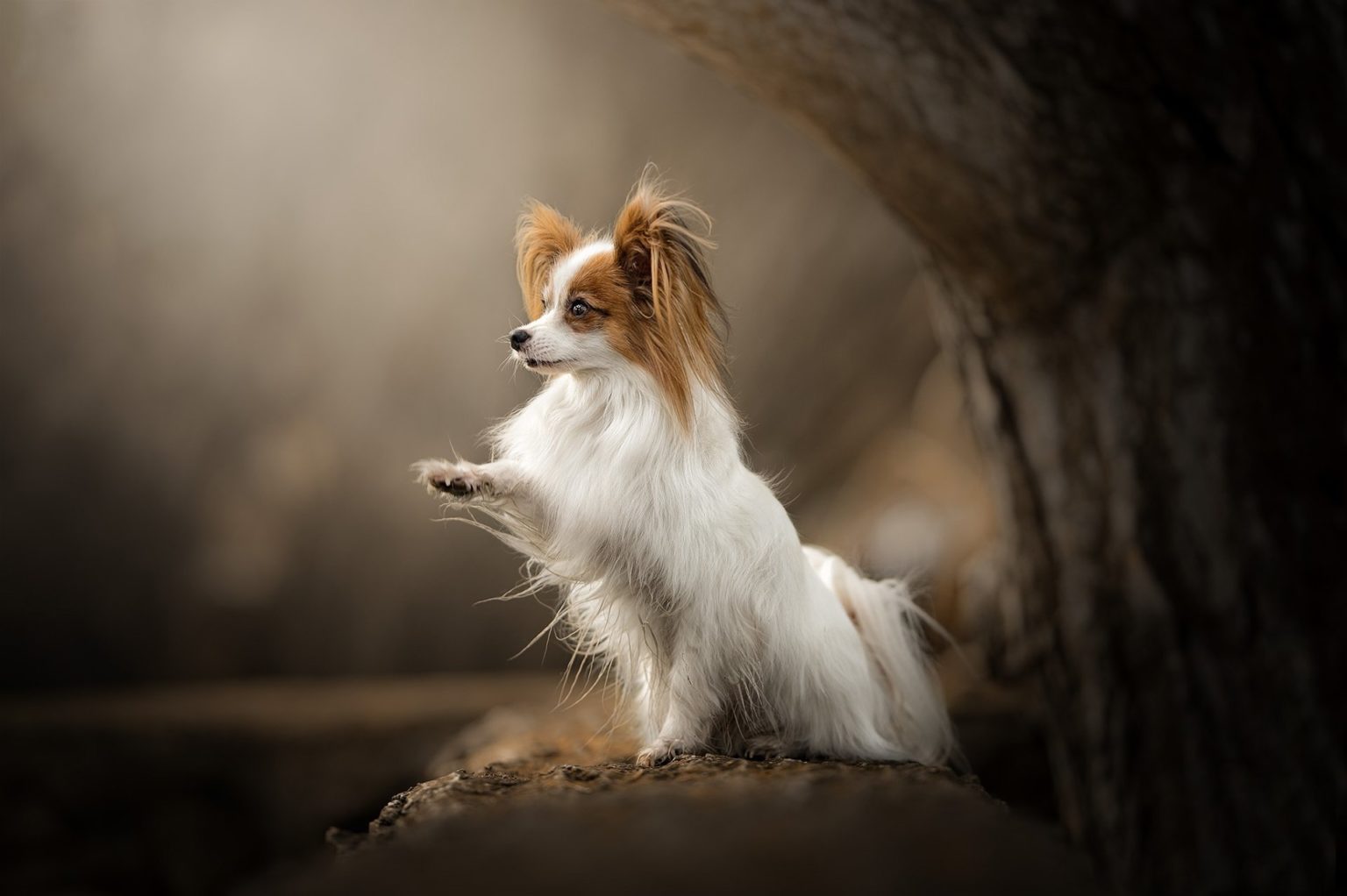 Süs Köpeği Cinsleri Ve Özellikleri KöpekBilgi